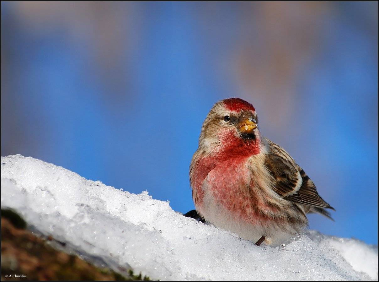 мальчик,самец,чечётка,весна,наряд, Александр Чувилин