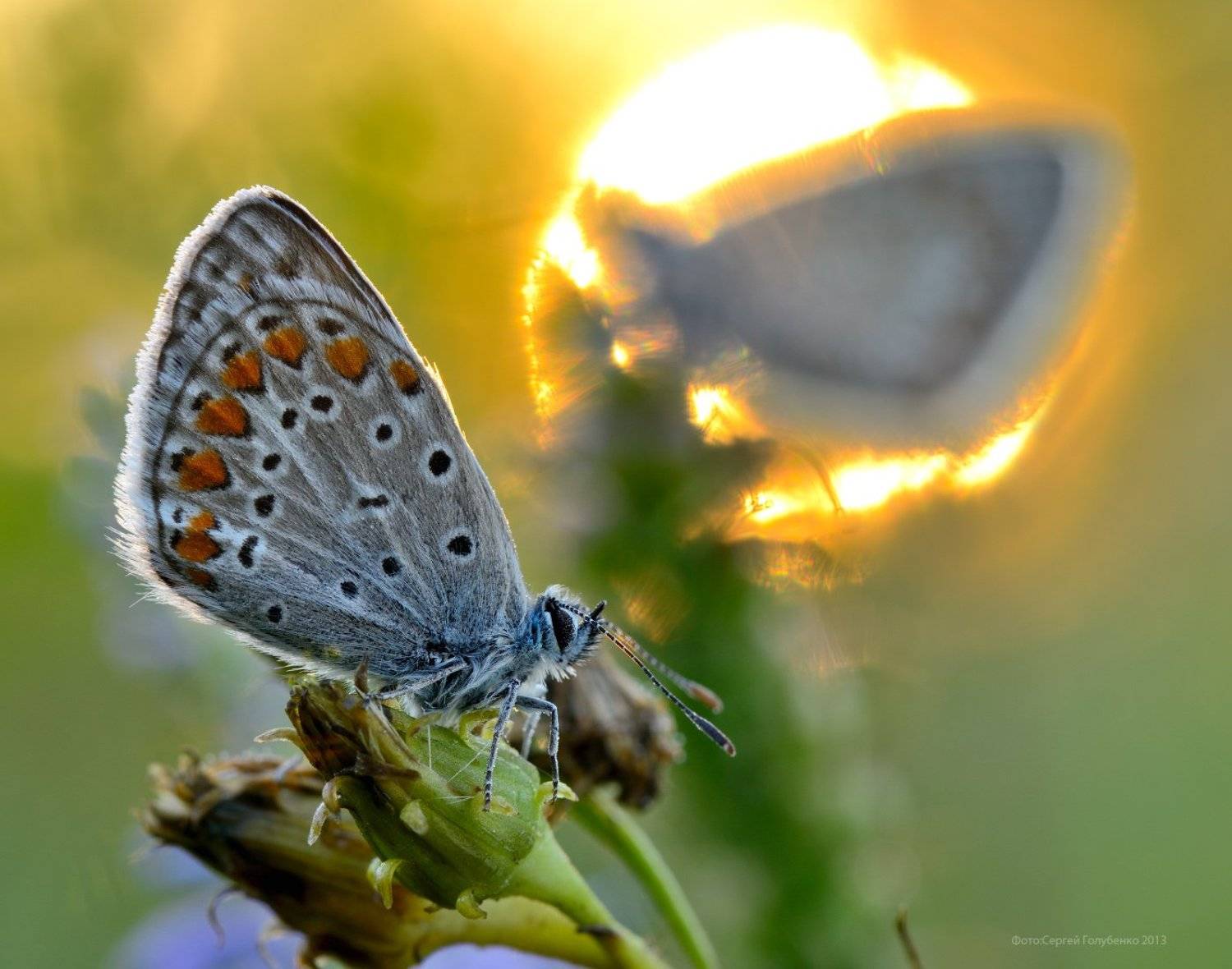 , Сергей Голубенко