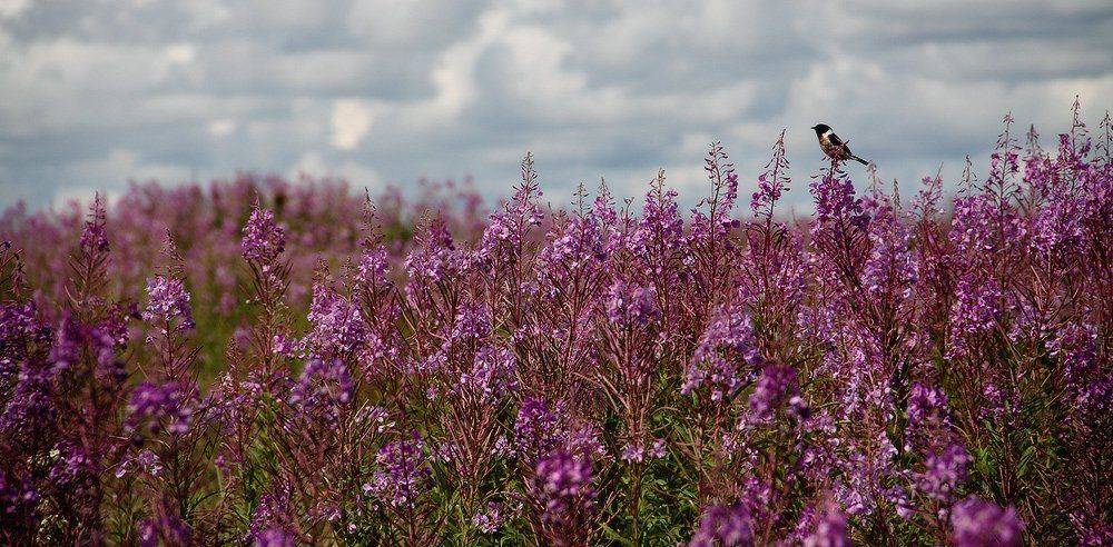 , Николай Морский