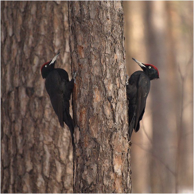 желна, или, черный, дятел Самцы фото превью