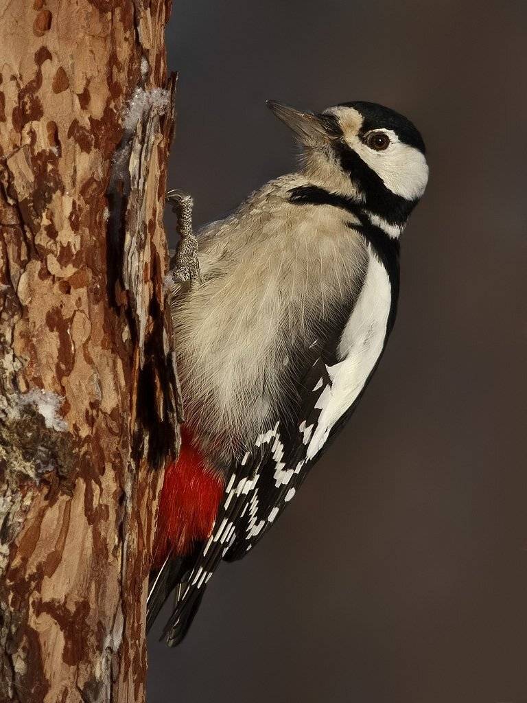 дятел, Ляпустин Юра