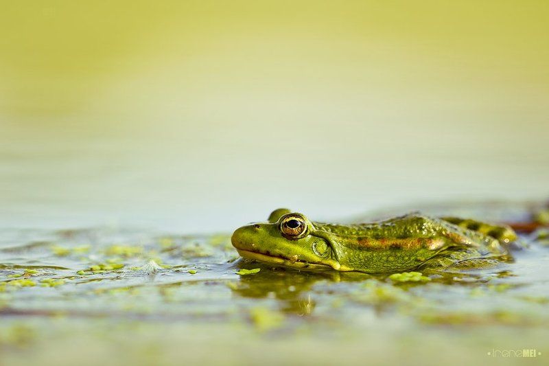 О лягушках фото превью