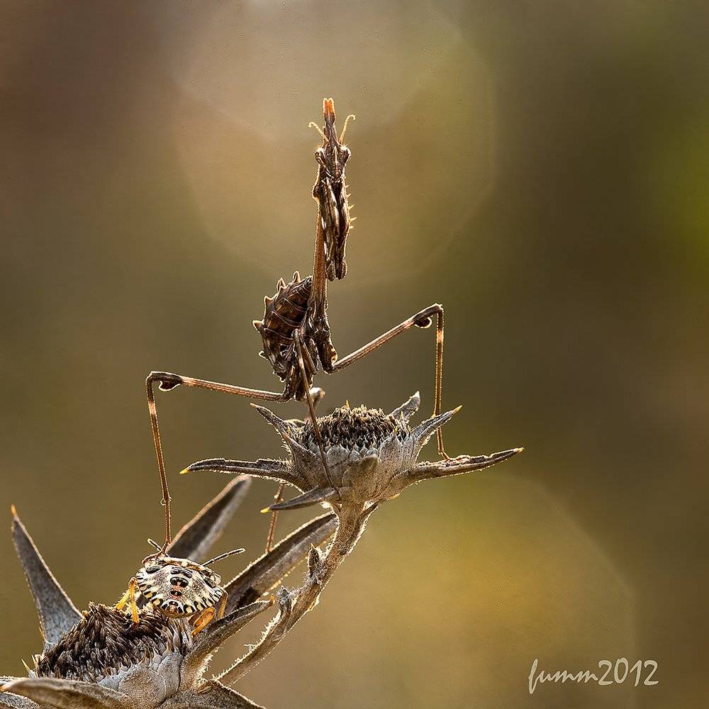 , Игорь ФУММ