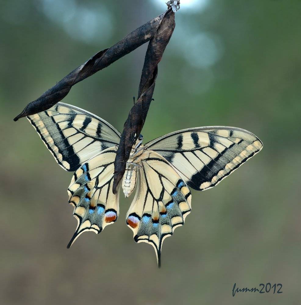 , Игорь ФУММ