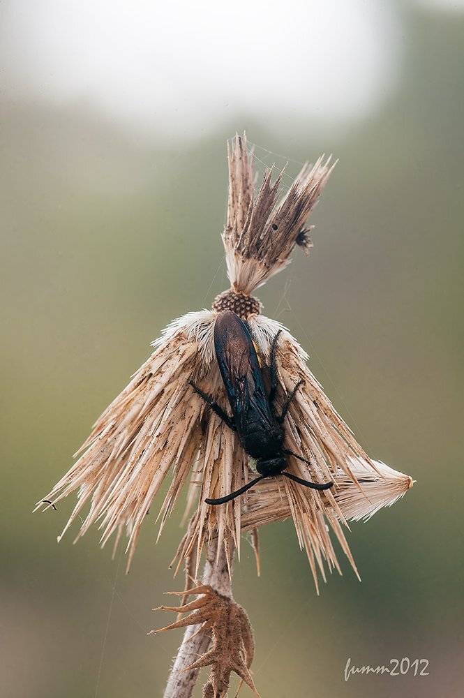 , Игорь ФУММ