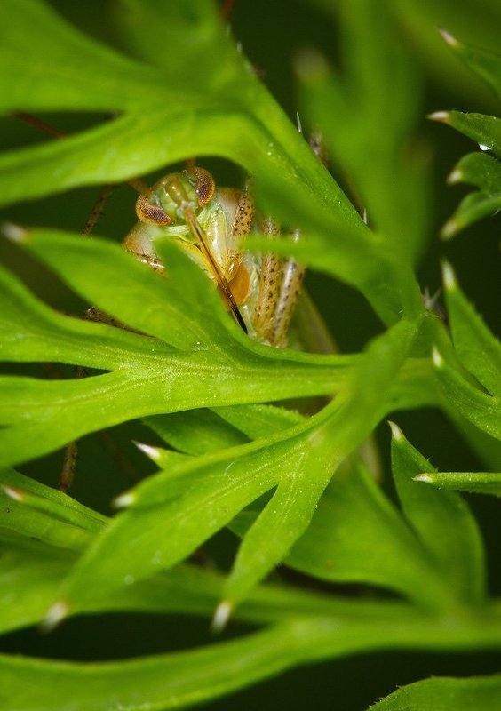 - - фото превью