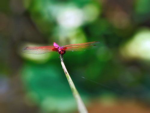 Trithemis aurora
