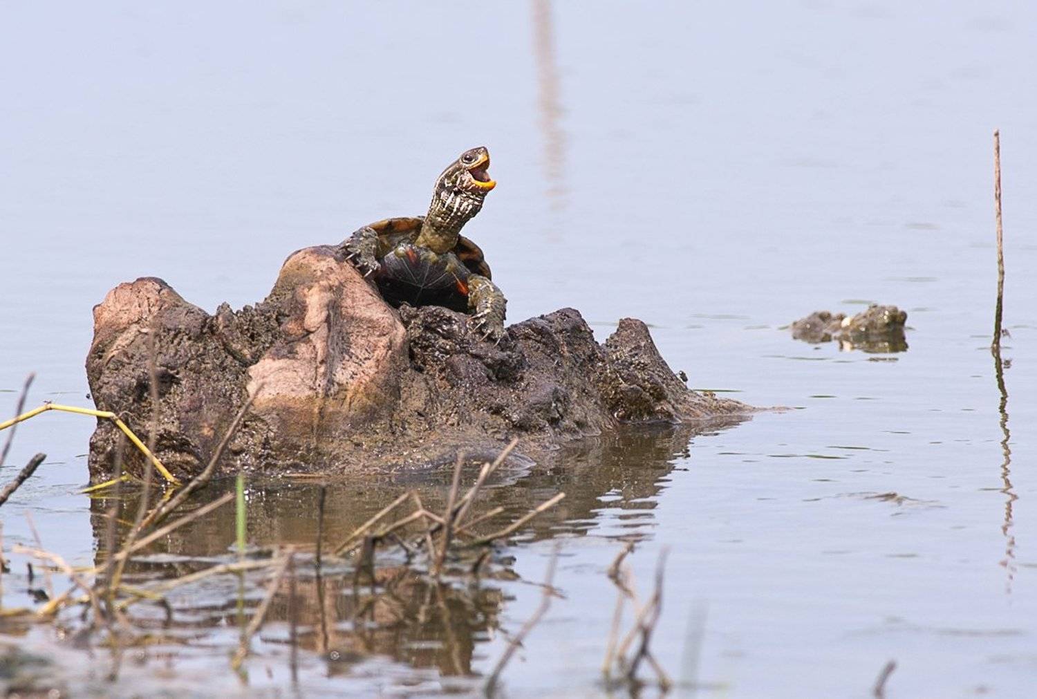 , Наум Пятов