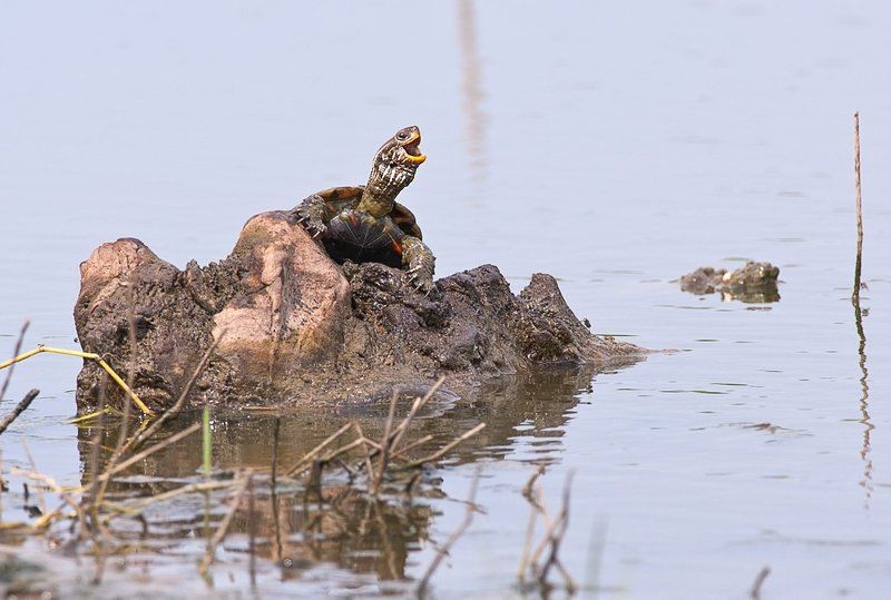 Солист фото превью