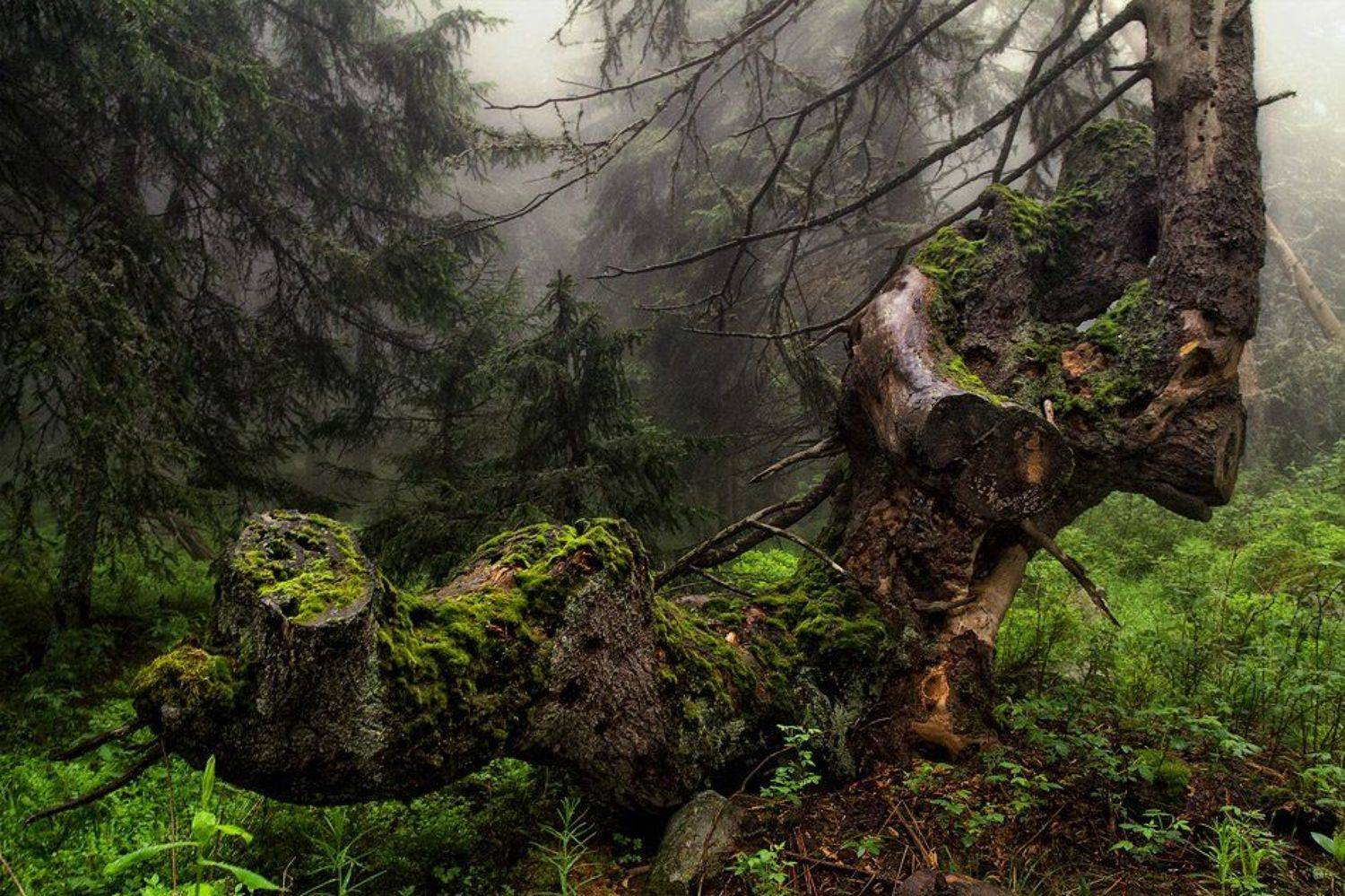 , Светозар Кръстев