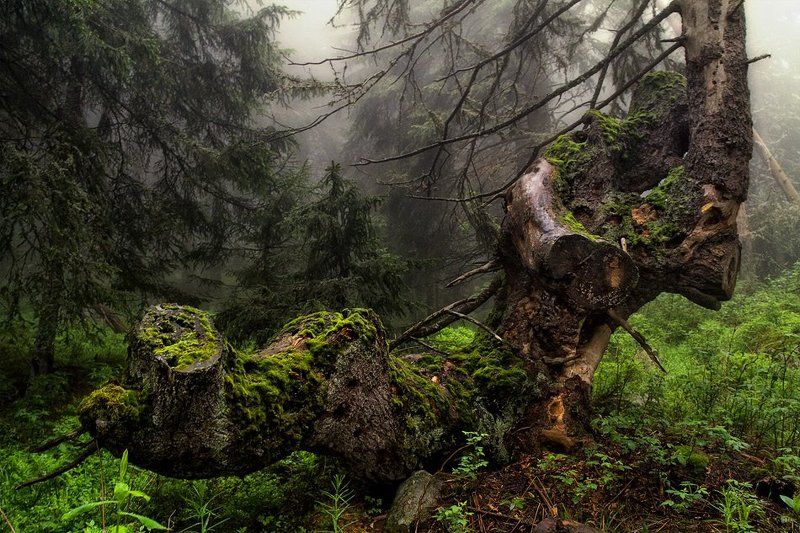 Vitosha forest фото превью