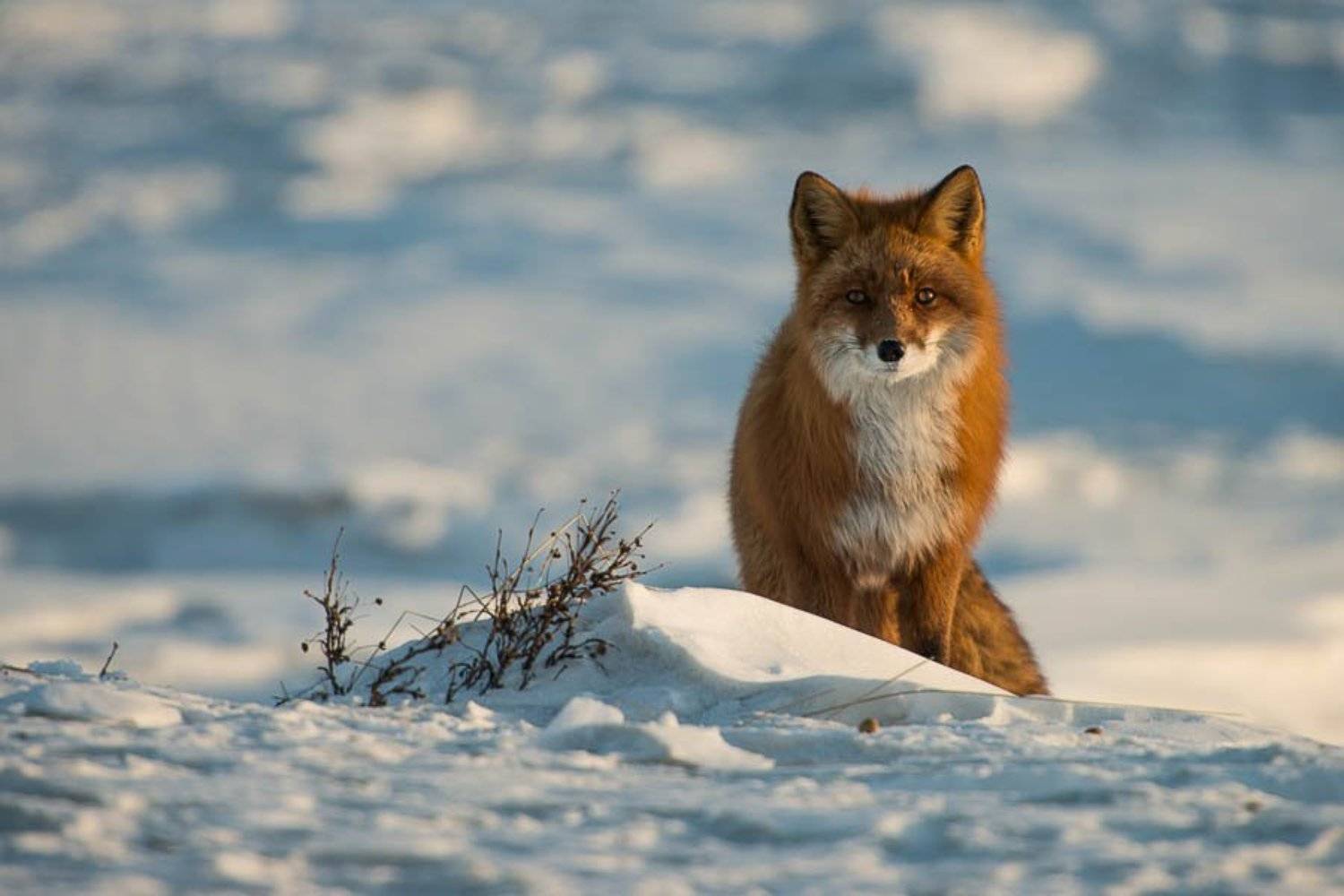 , Иван Кислов