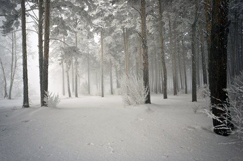 Утро в сосновом бору