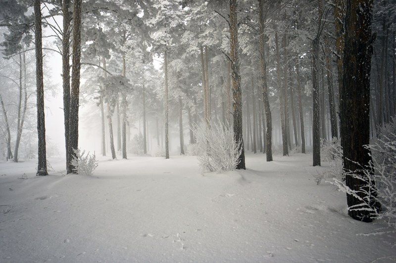зима, снег, деревья, ветки, иней Утро в сосновом бору фото превью