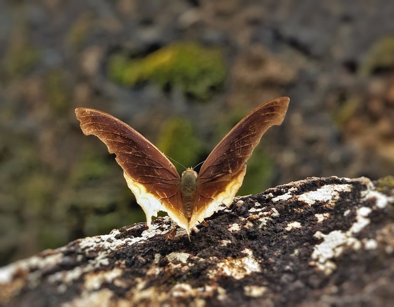 macro, closeup, макро,  gnilenkov Икар... фото превью