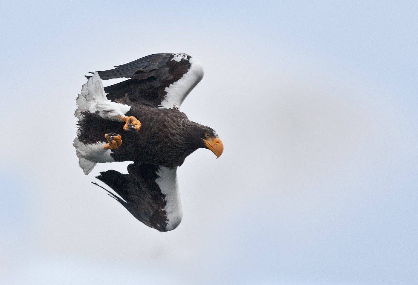 орлан, белоплечий, Евгений Слободской