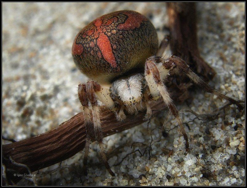 паук, арахнид Арахнид фото превью