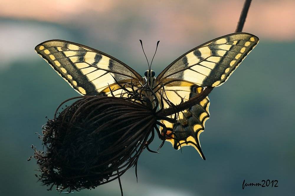 , Игорь ФУММ