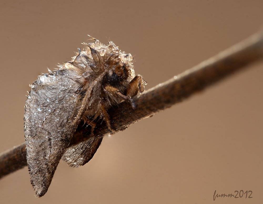 , Игорь ФУММ