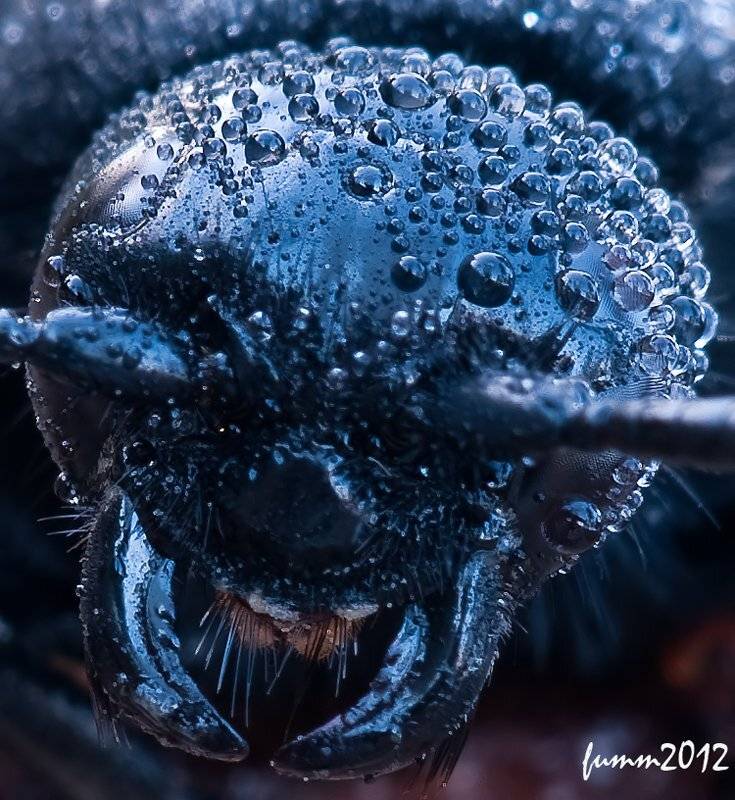 , Игорь ФУММ