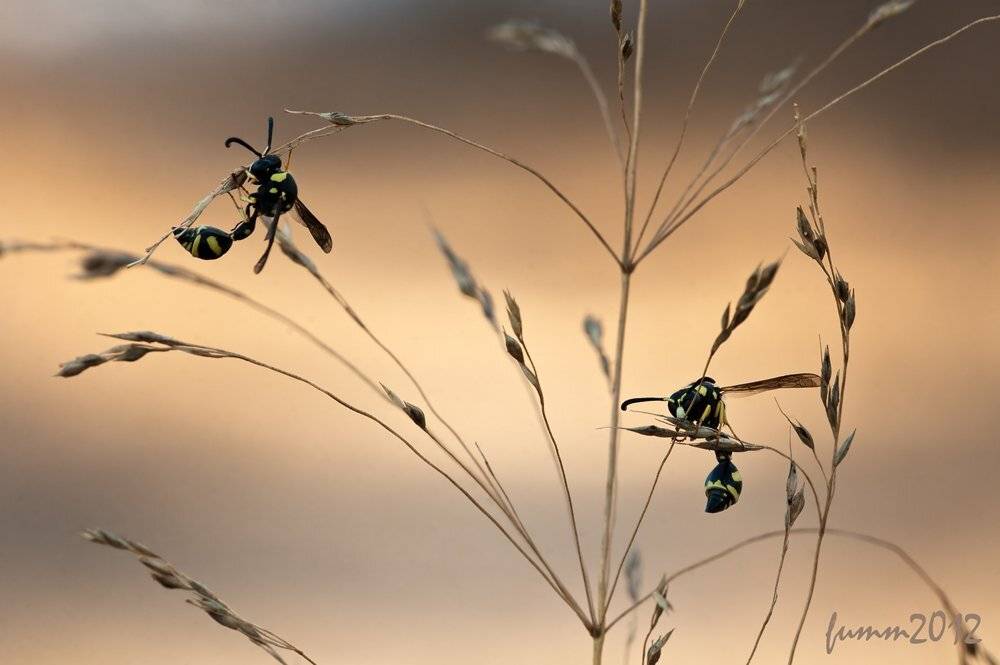 , Игорь ФУММ