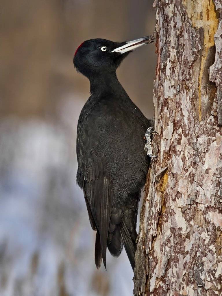 желна, Ляпустин Юра