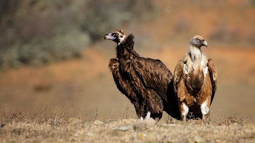 Белоголовый сип