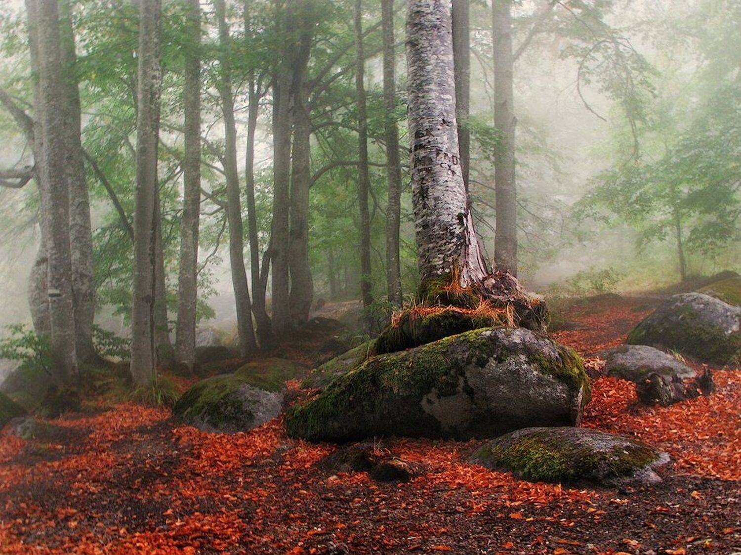 , Ирина Костова