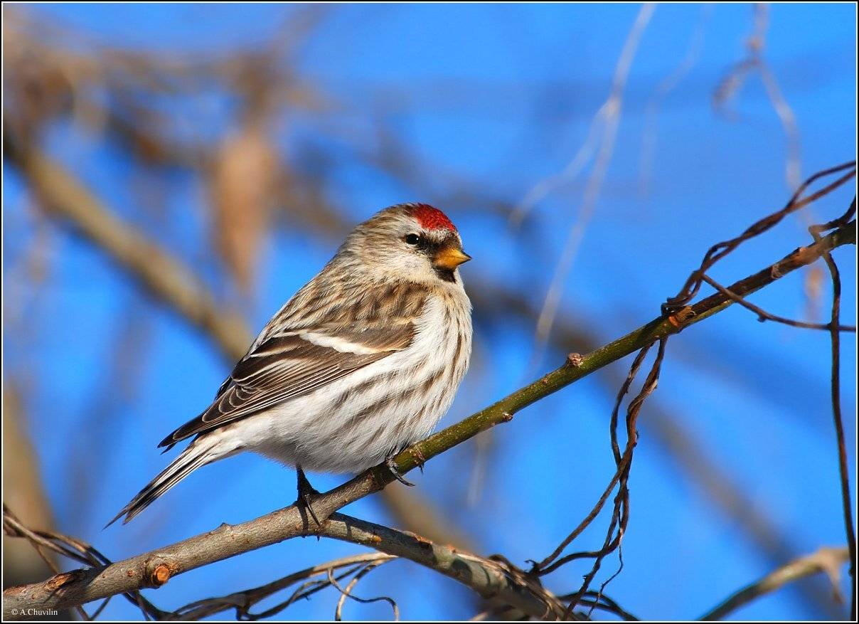 чечётка,самка,красная,шапочка, Александр Чувилин