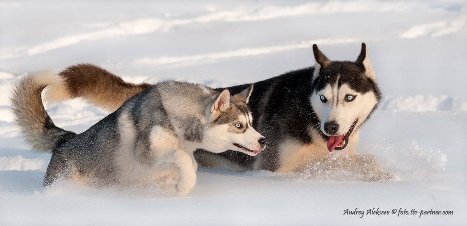 , Андрей Алексеев
