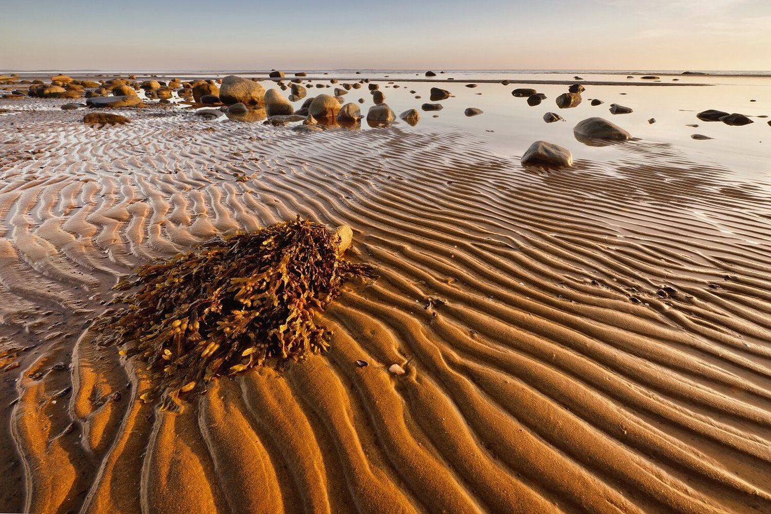 , Максим Евдокимов