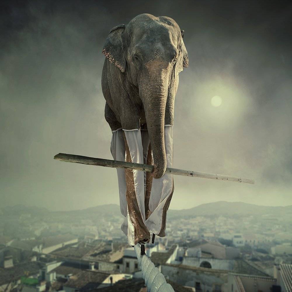 sky, reflection, bird, light, clouds, ground, manipulation, elephant, mounting, wheel, bag, feather, psd, spinner, tutorials, Caras Ionut