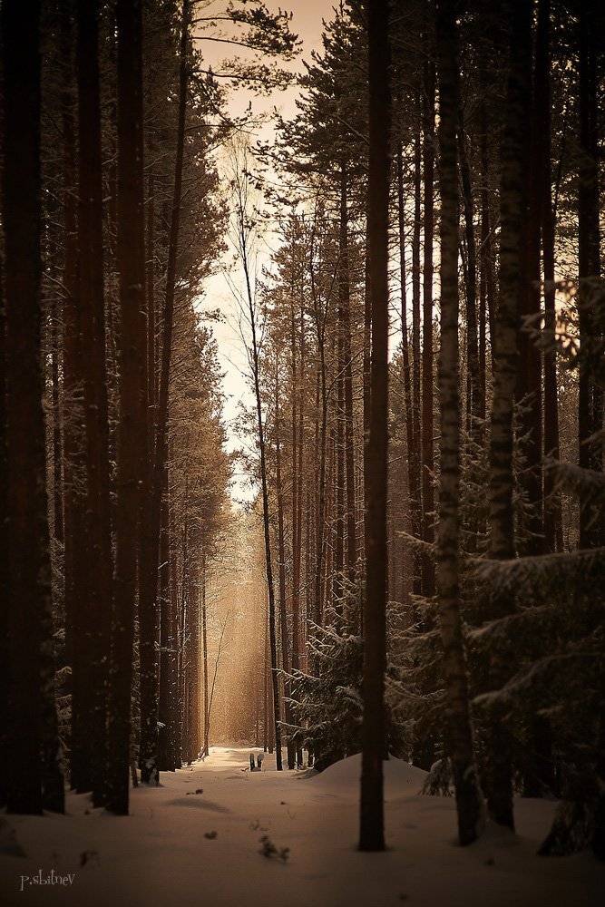 , Павел Сбитнев