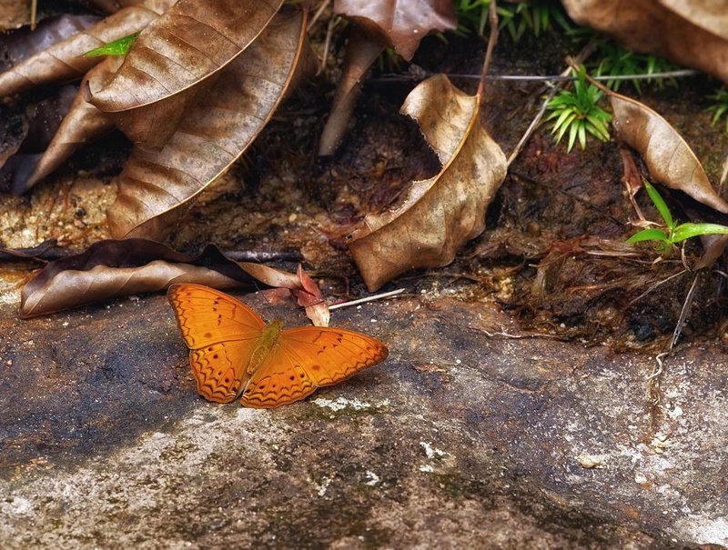 macro, closeup, макро,  gnilenkov *** фото превью