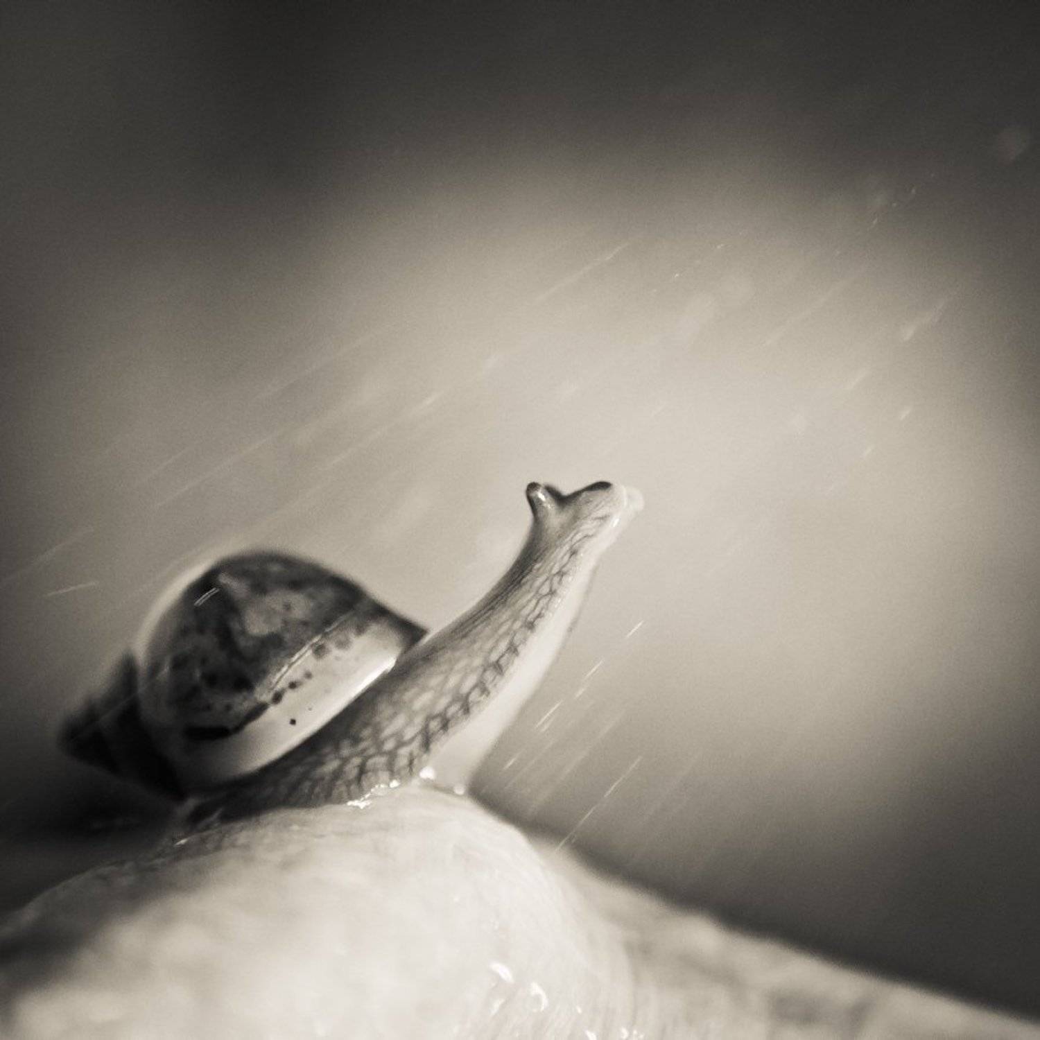 , Светлана Некрасова