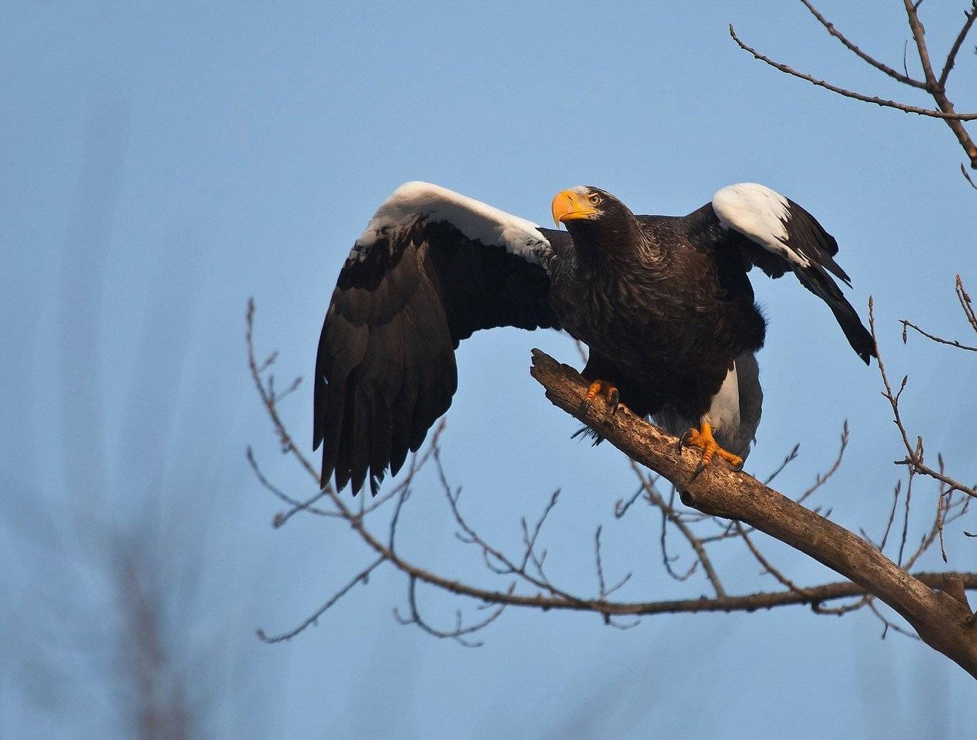 орлан, белоплечий, Евгений Слободской