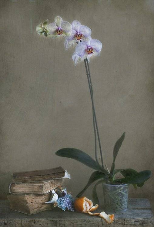 , Петрова Татьяна