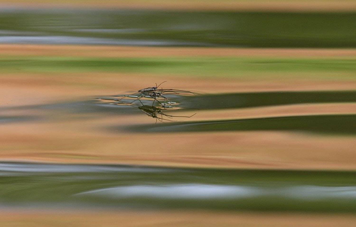 , Станислав Шинкаренко