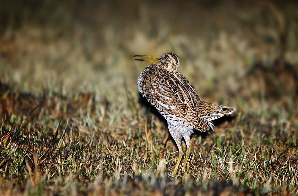 , Kantsyrenko Sergey