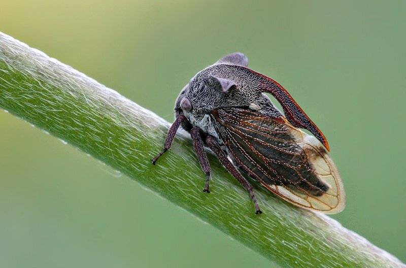 горбатка, светлана голицына