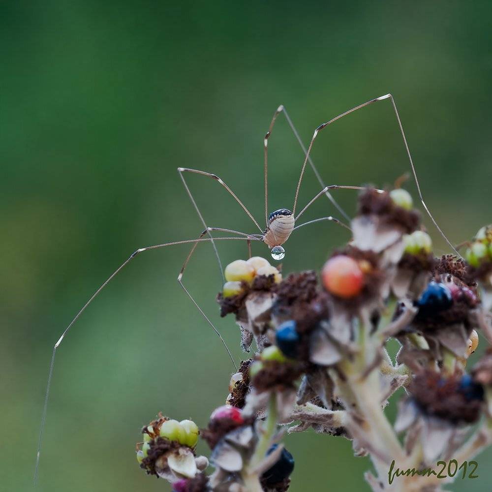 , Игорь ФУММ