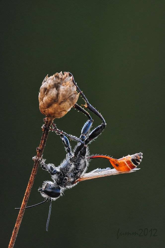 , Игорь ФУММ