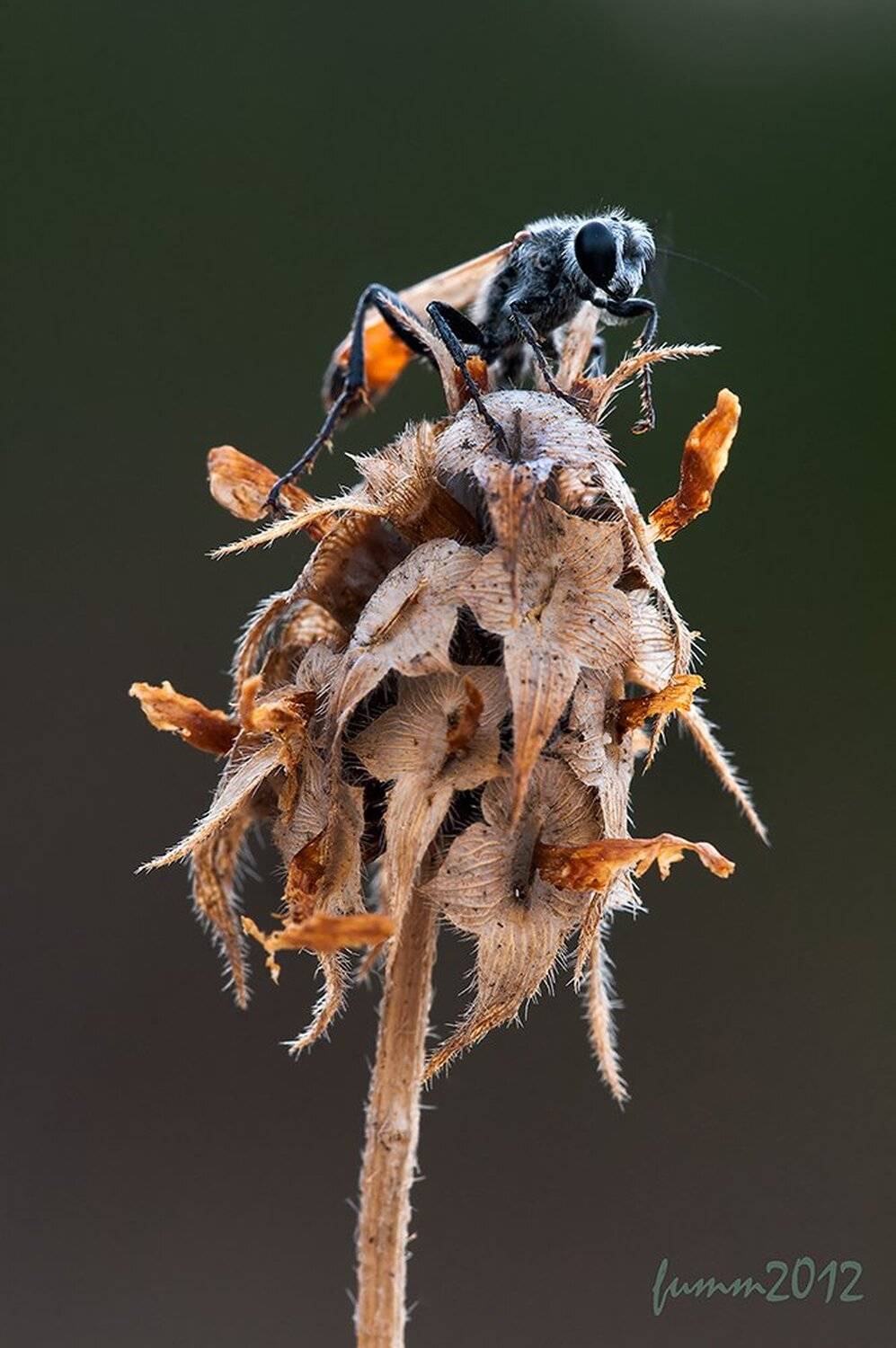 , Игорь ФУММ