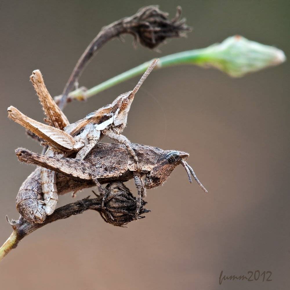 , Игорь ФУММ