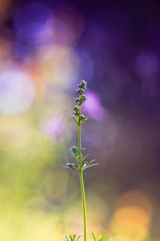 ... фото превью