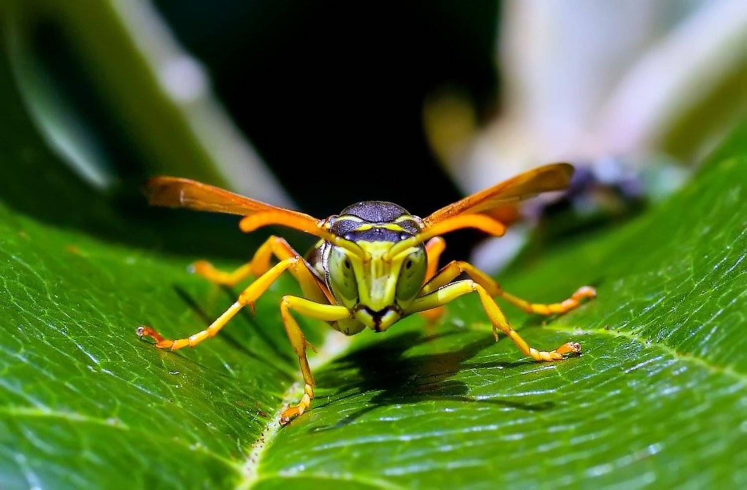 , Uncle_Vova (Владимир Веснин)