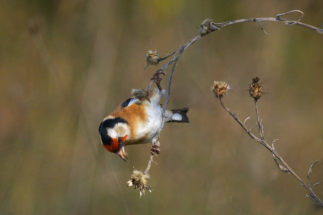 щегол, щиглец, goldfinch, Евгени Стефанов