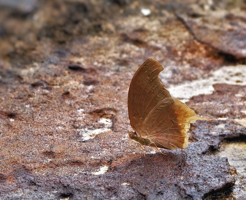 macro, closeup, макро,  gnilenkov *** фото превью