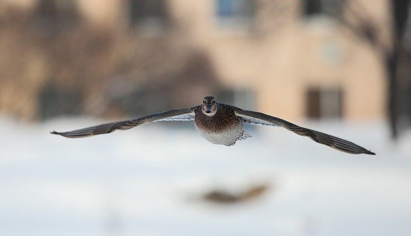 утка фото превью