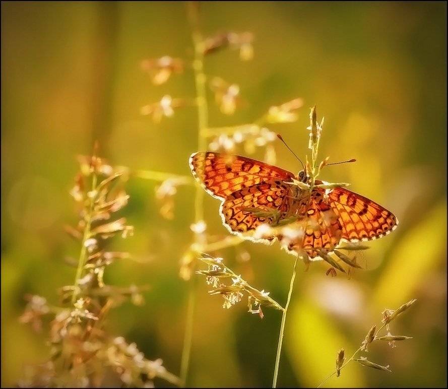 , Андрей Корочкин